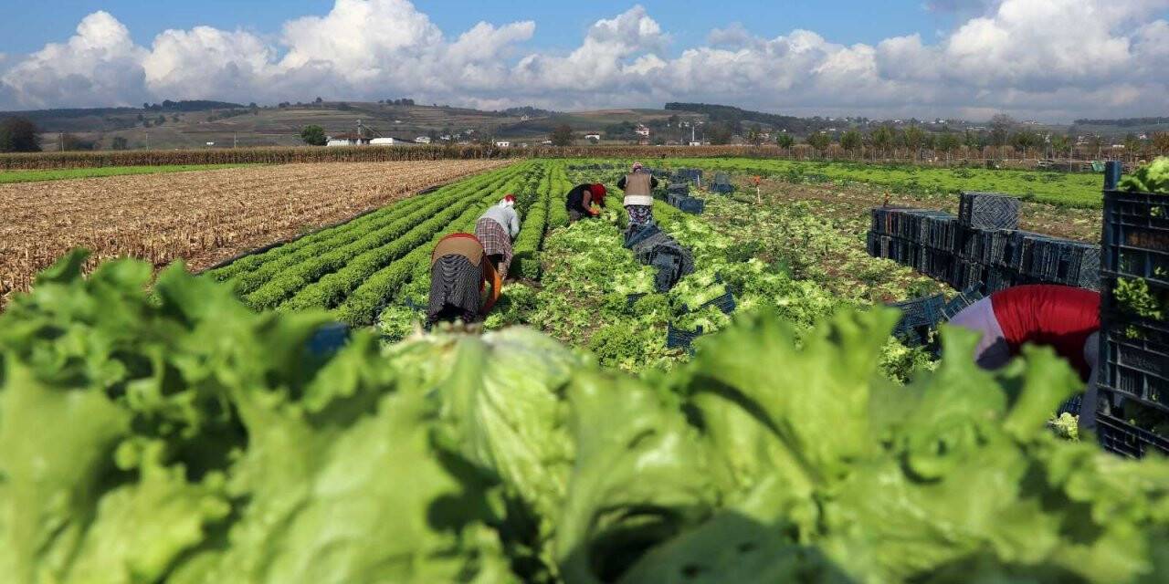 Tarlada 50 kuruş, markette 8 lira