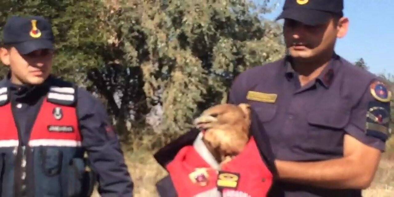 Konya'da Jandarmadan yaralı kartala şefkat eli