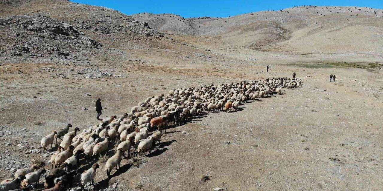 Yaylarda otlayan hayvanların eve dönüş yolculuğu başladı