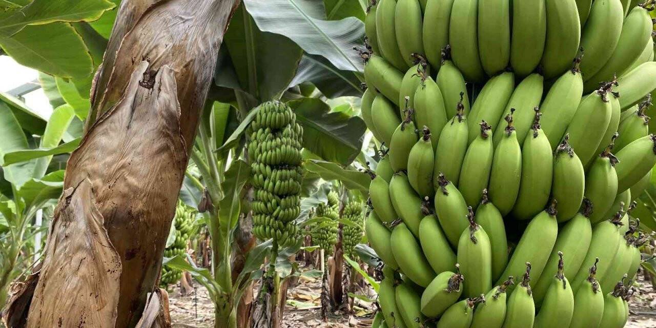 Muz seralarında yeni hasat başladı, rekolte artınca fiyat düştü