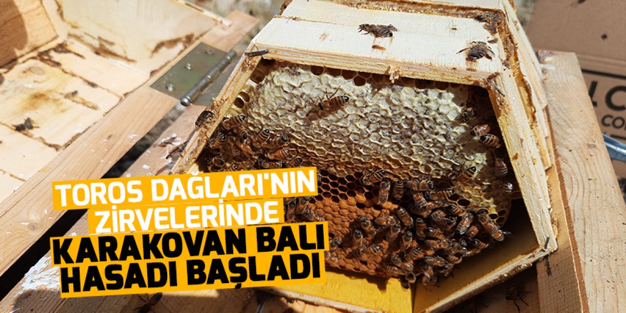 Konya'da Toros Dağları'nın 2 bin rakımlı bölgelerinde karakovan balı hasadı yapılıyor
