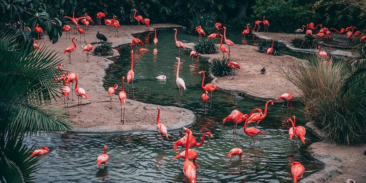 Pembe flamingolar iklim değişikliği tehdidi altında
