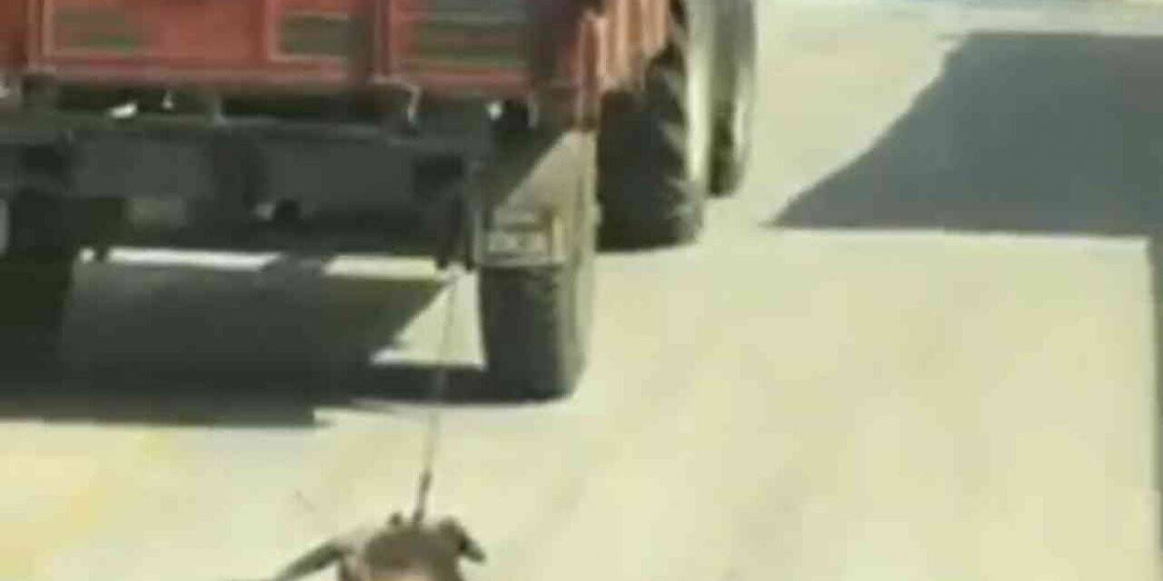 Köpeği sürükleyen traktör sürücüsü gözaltında