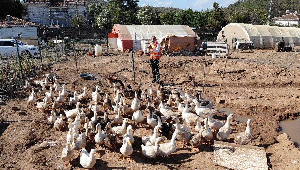 55 yıllık yumurta üreticisinden sıra dışı ’müzikli’ yöntem
