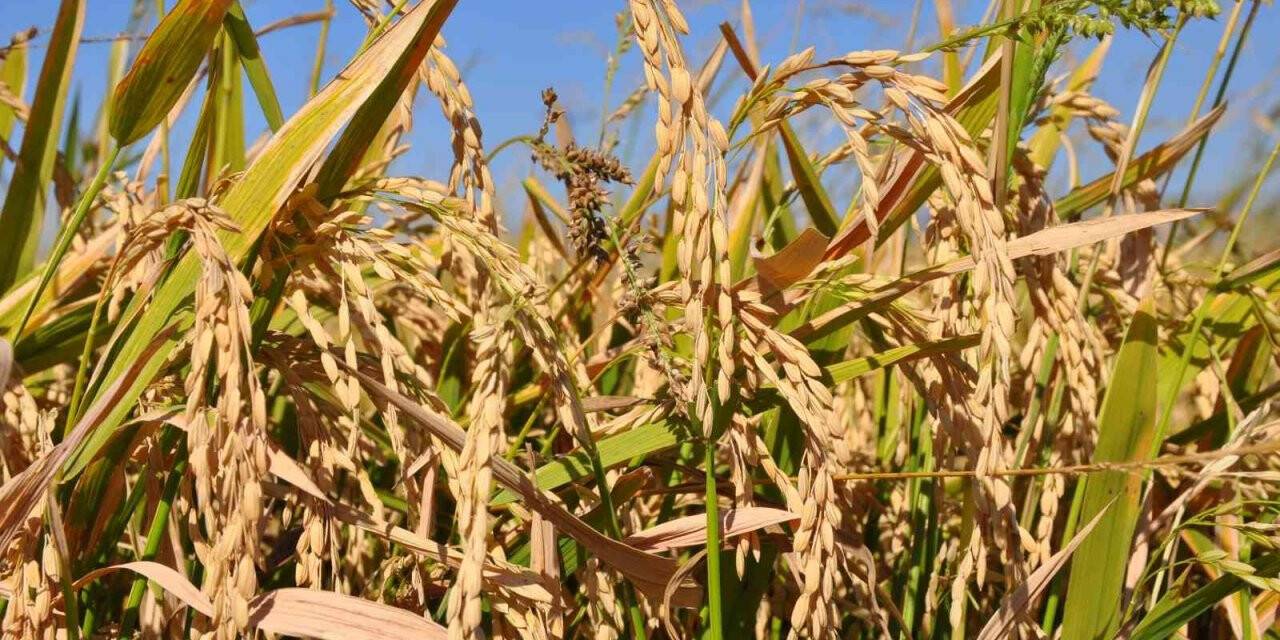 Çeltik tarlada 4, markette 25 lira