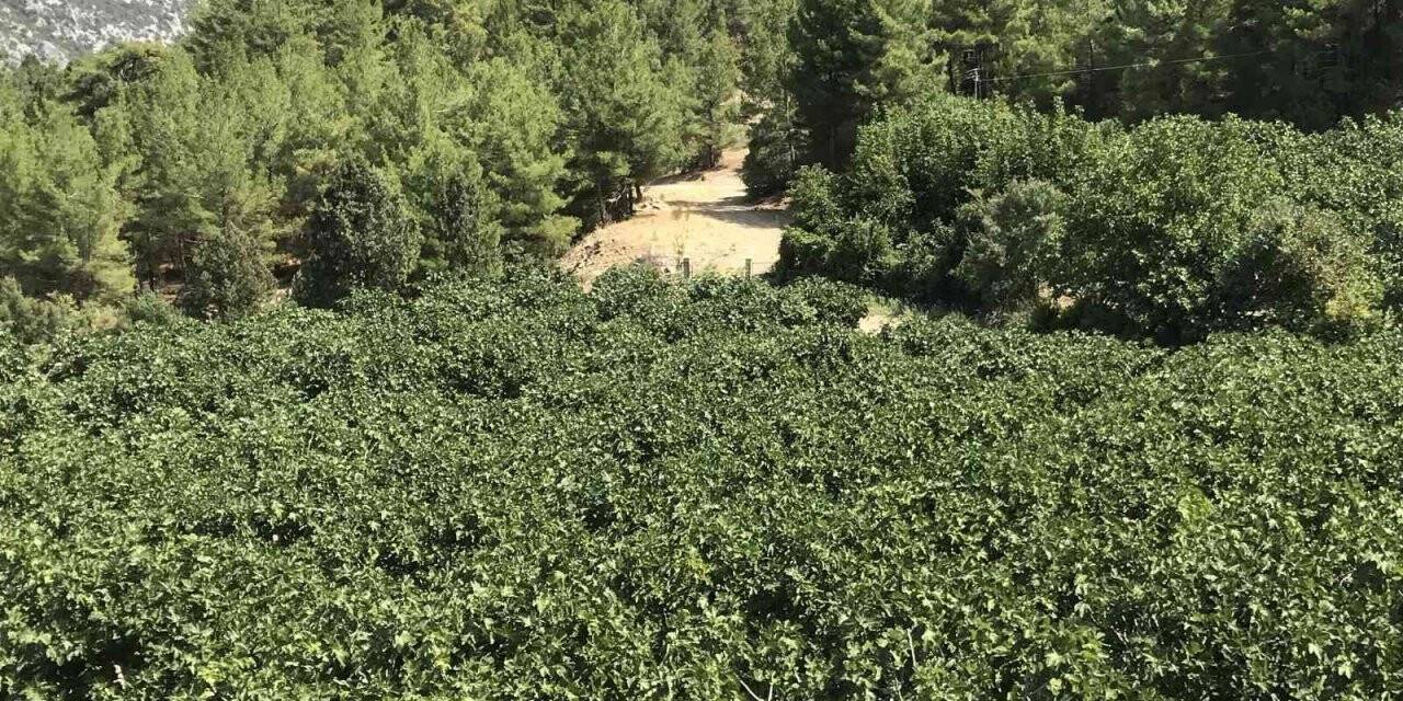 Torosların yüksek kesimlerinde incirde hasat sezonu sona erdi