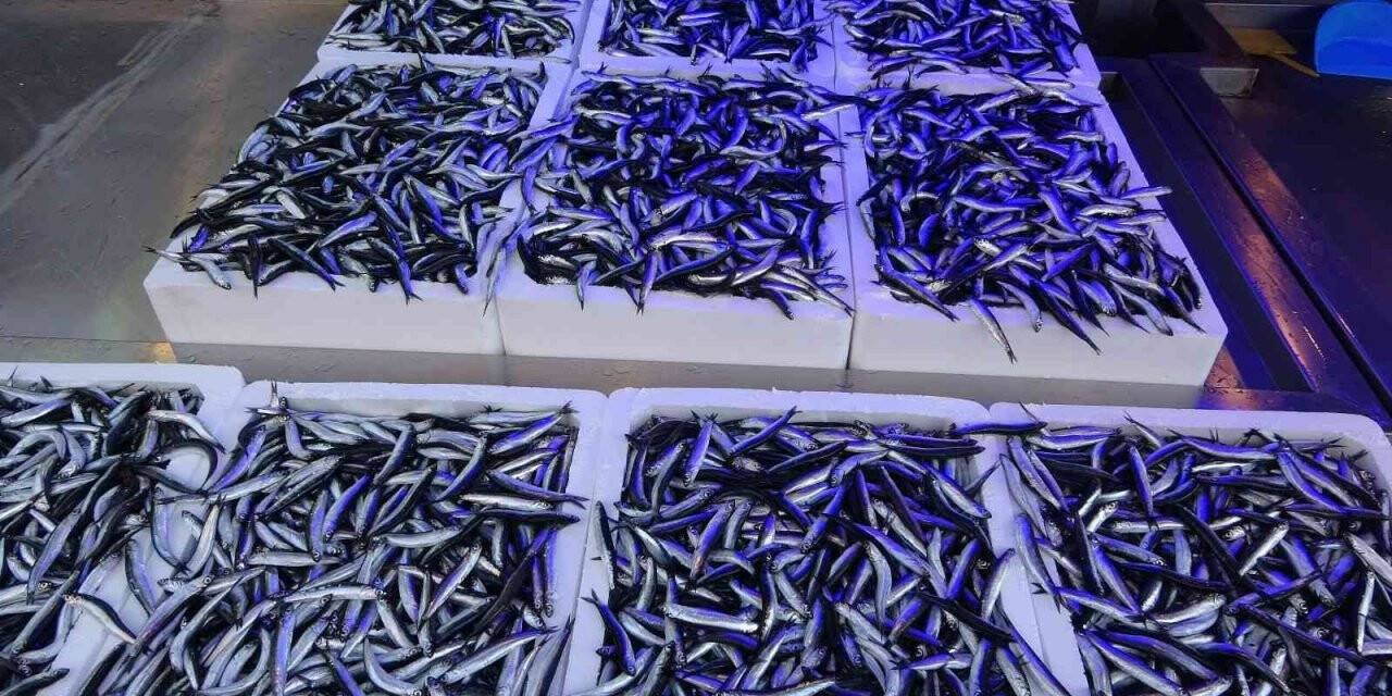 Karadeniz’de istavritten sonra hamsi bereketi