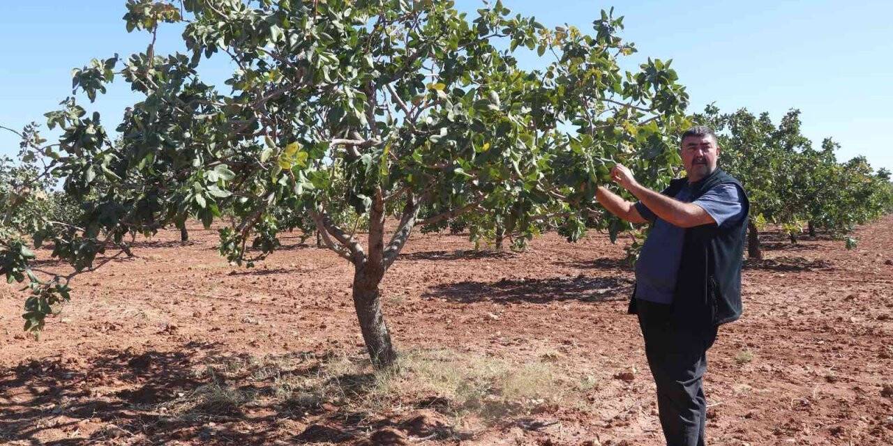Antepfıstığını bekleyen tehlike