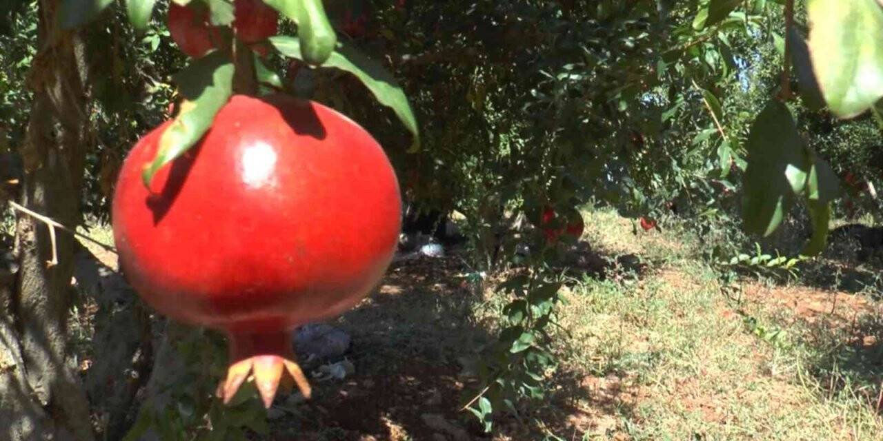 Kırmızı nar cennetinde hasat başladı