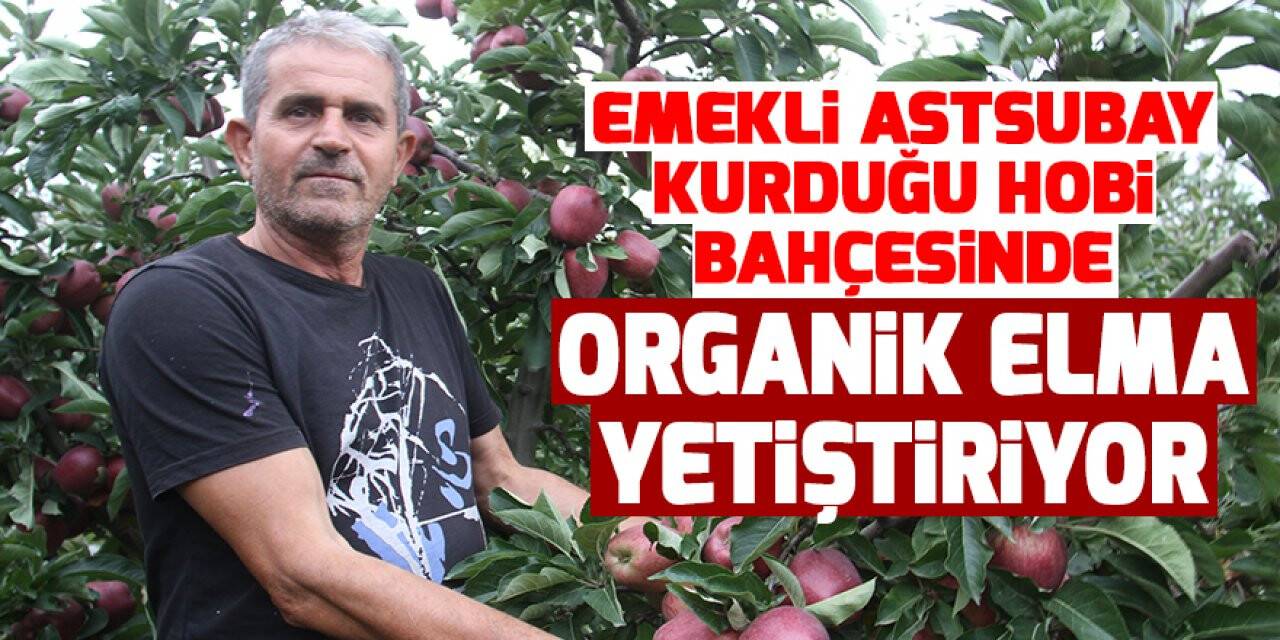 Konya'da Emekli astsubay kurduğu hobi bahçesinde organik elma yetiştiriyor