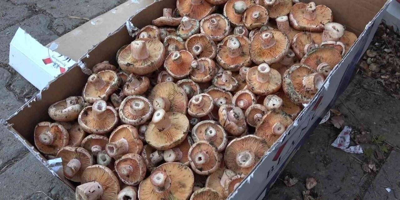 Kasaplarda işlerin durmasına yol açan mantarın fiyatı 15 TL’ye düştü