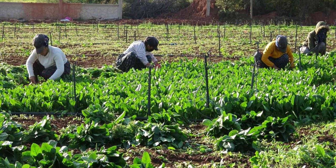 Sonbaharın gözdesi ıspanak tarlada 3.5 liraya yükseldi
