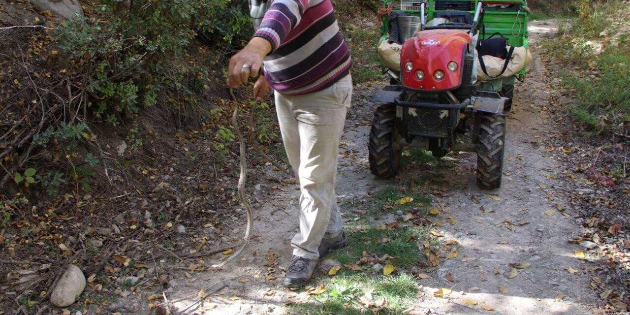 Yolda gördüğü yılanı yakalayıp eline aldı ve oynadı