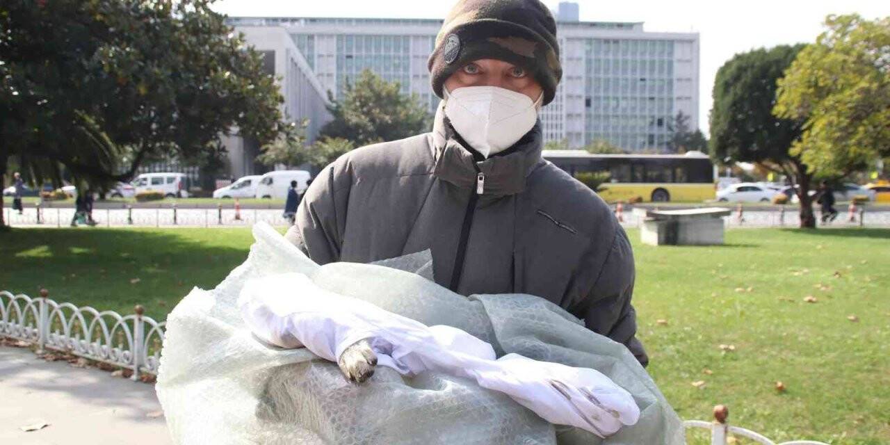 İstanbul Büyükşehir Belediyesinin ölü köpek eylemi