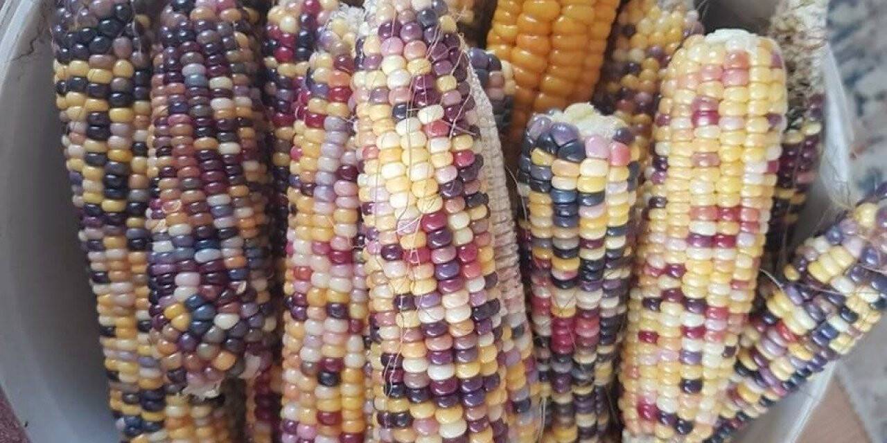 Sinop’ta renkli mısırlar ilgi görüyor