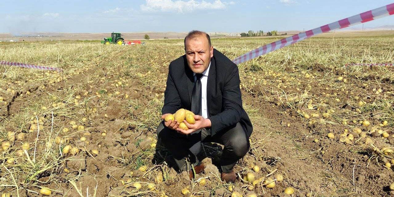 Patates rekoltesinin bu yıl 5 milyon ton olması bekleniyor