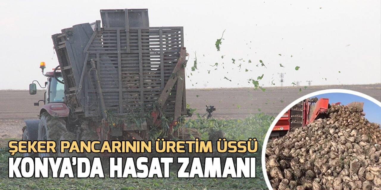 Şeker pancarının üretim üssü Konya’da hasat zamanı