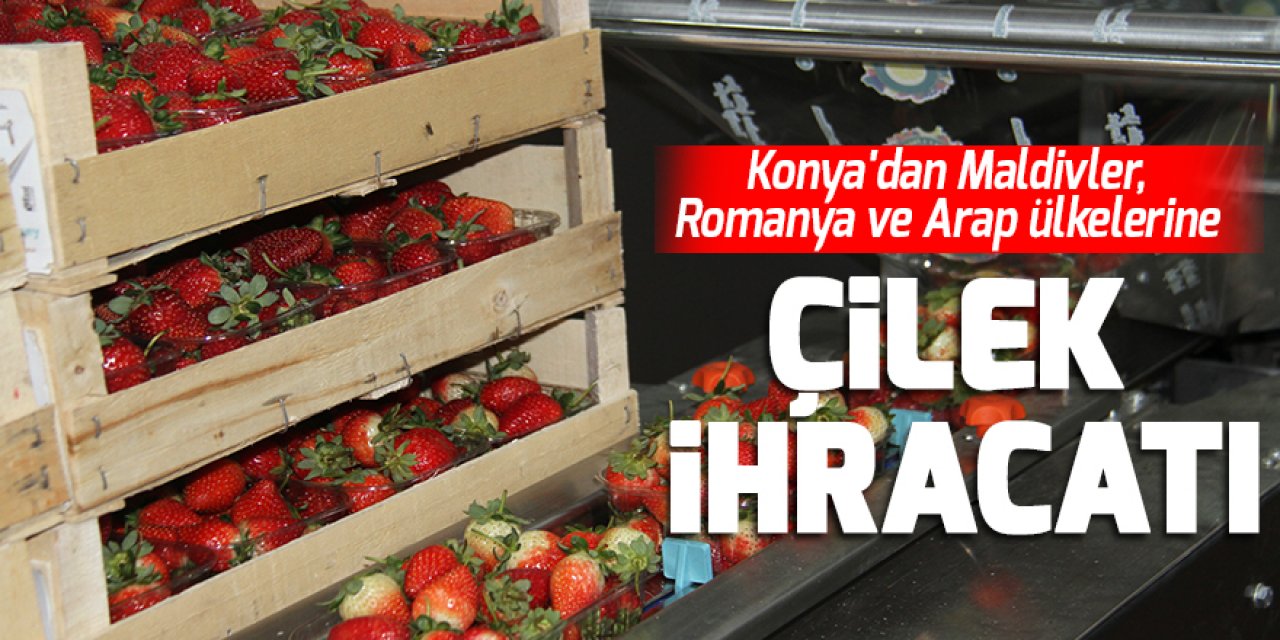 Konya'dan Maldivler, Romanya ve Arap ülkelerine organik çilek ihracatı