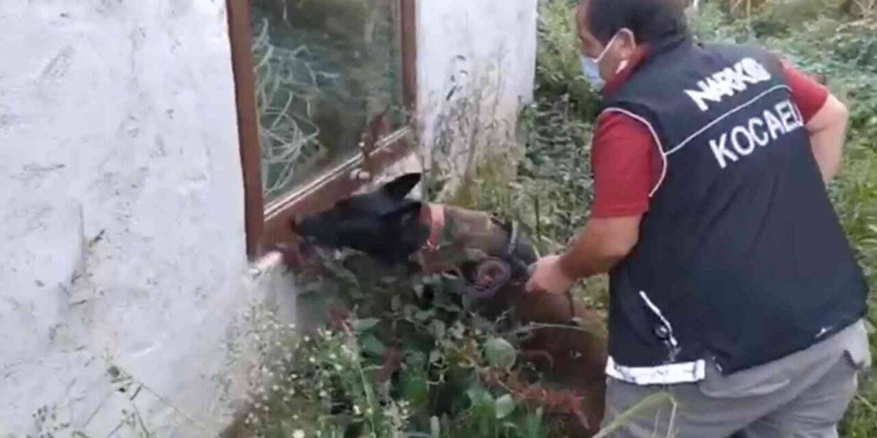 Kavanozlara turşu değil uyuşturucu doldurdular