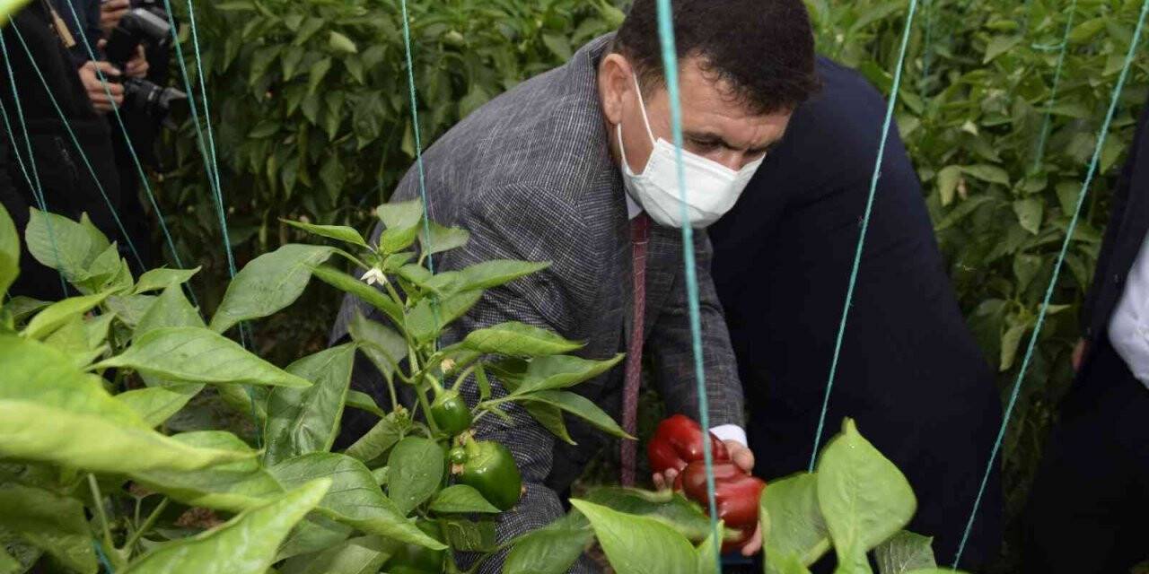 Burdur’da yılın ilk kenevir hasatı yapıldı