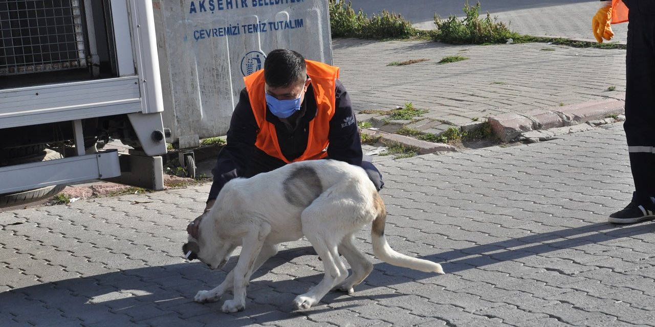 Akşehir'de sokak hayvanları kısırlaştırılıyor