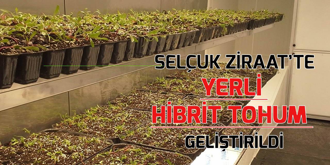 Selçuk Üniversitesi, yerli hibrit tohum geliştirdi