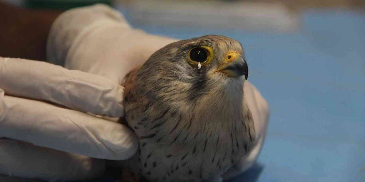 Atmacanın göz kapaklarını dikip ayaklarını bağladılar