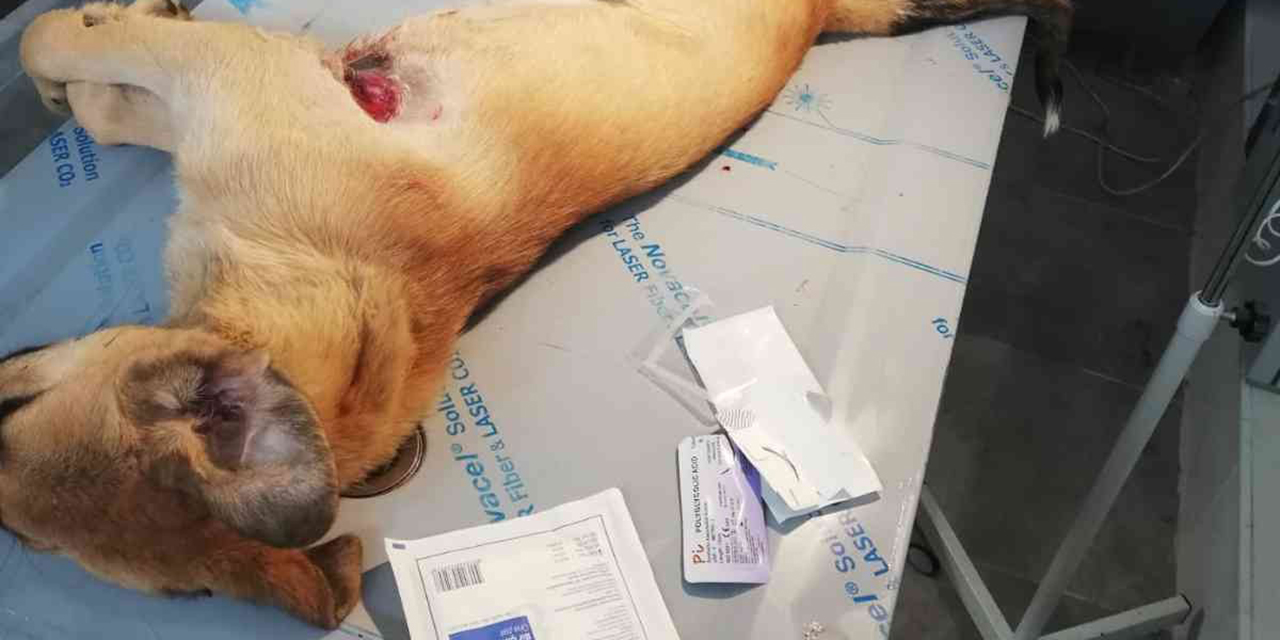 Akşehir Belediyesinin tedavi ettiği köpek iyileşti