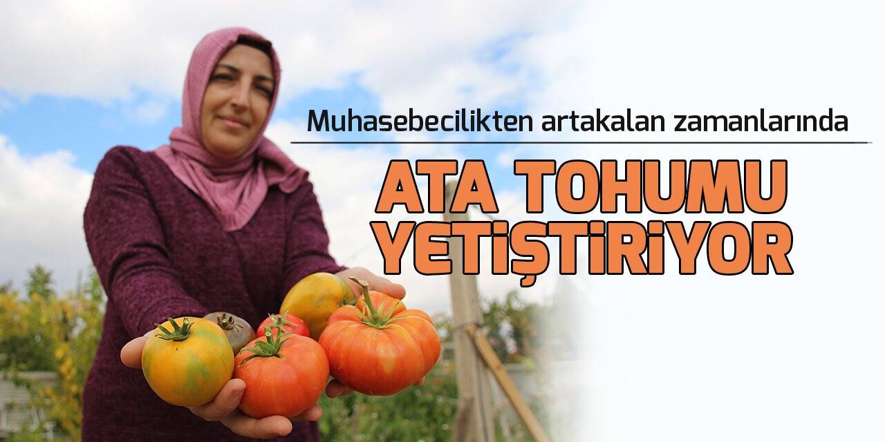 Muhasebecilikten artakalan zamanlarında "ata tohumu" yetiştiriyor
