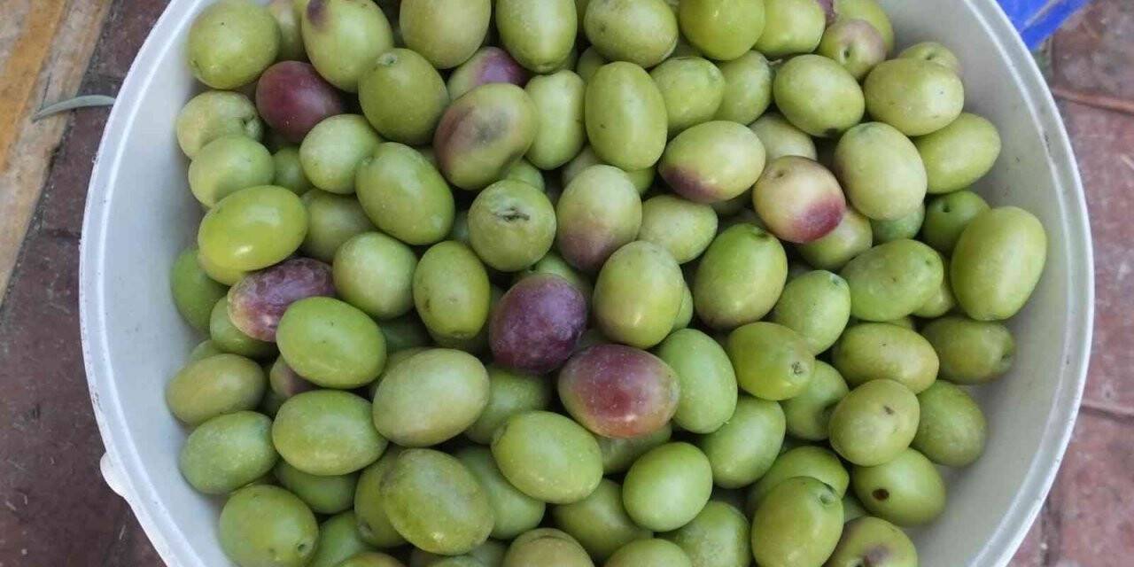 Burhaniyeli üretici ceviz büyüklüğünde zeytin yetiştirdi