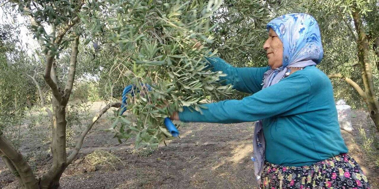 Zeytinin sofralara uzanan lezzet yolculuğu başladı