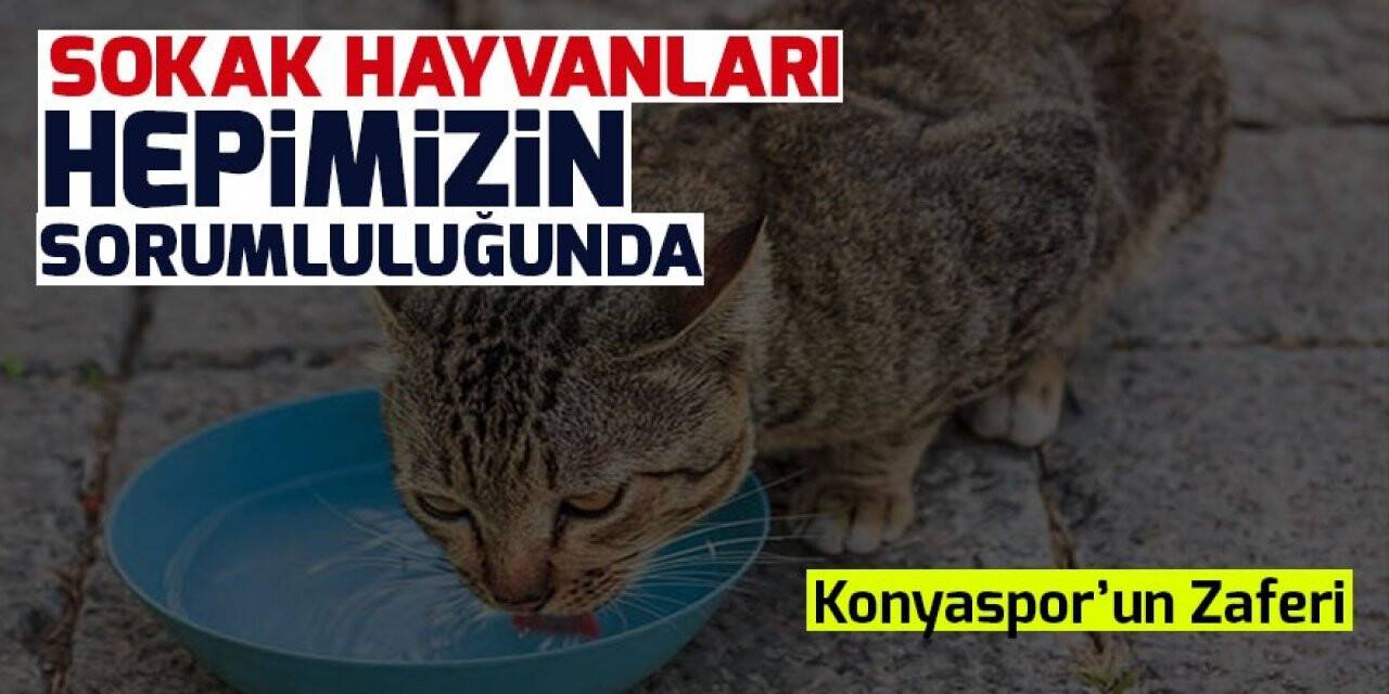 Sokak hayvanları hepimizin sorumluluğunda