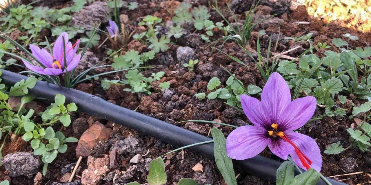 Dünyanın en pahalı baharatı, kilosu 75 bin lira