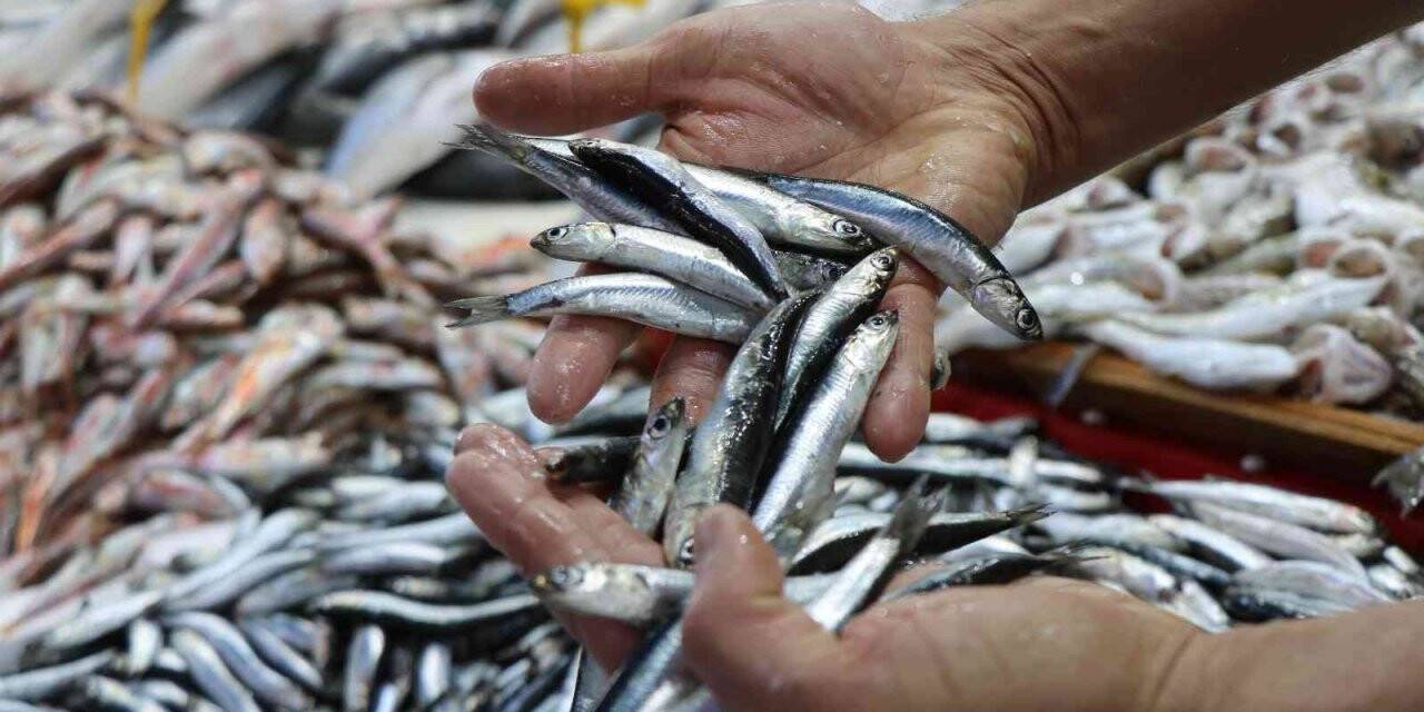 Karadeniz’deki hamsi bolluğu Samsun’daki fiyatlara yansımıyor