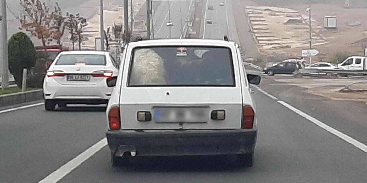 Koyun ve keçilerin yolculuğuna ceza