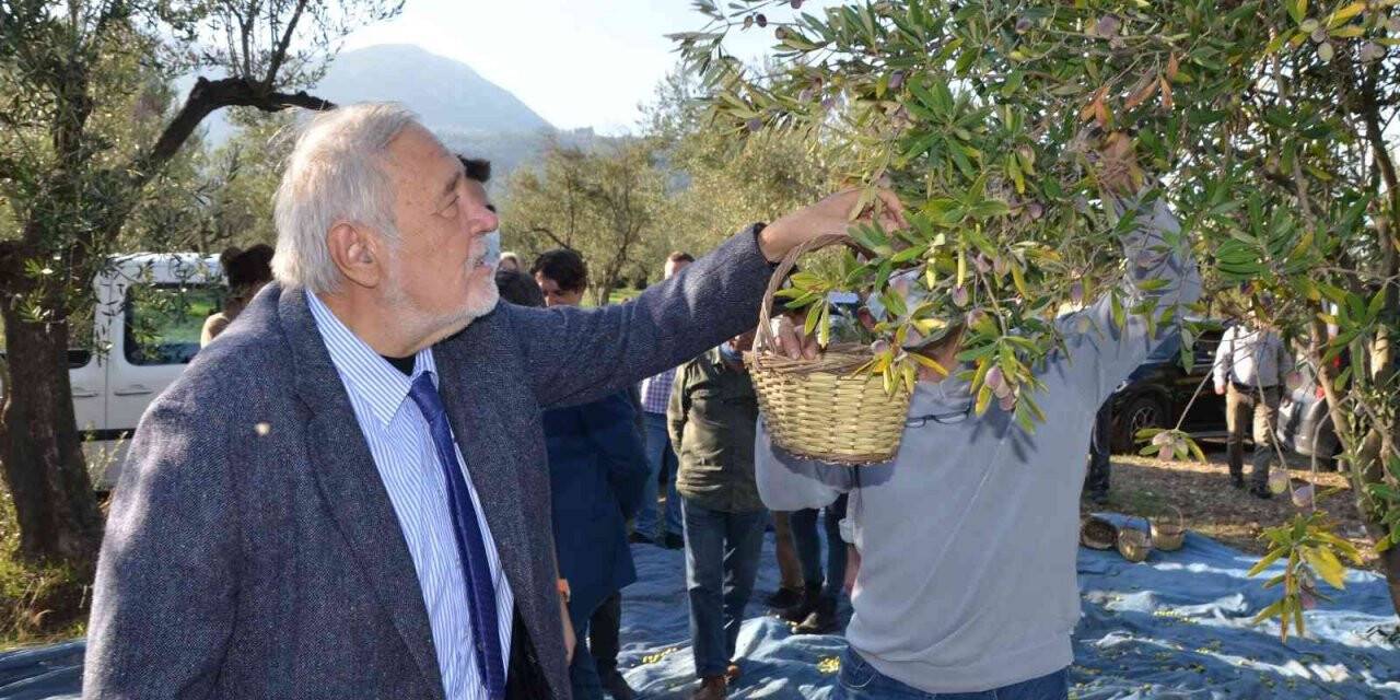 Prof. Dr. Ortaylı Kırkağaç’ta kendi zeytinini hasat etti