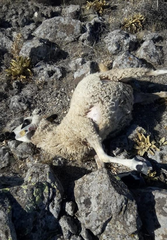 Konya'da sürüye saldıran kurt, 40 koyunu telef etti