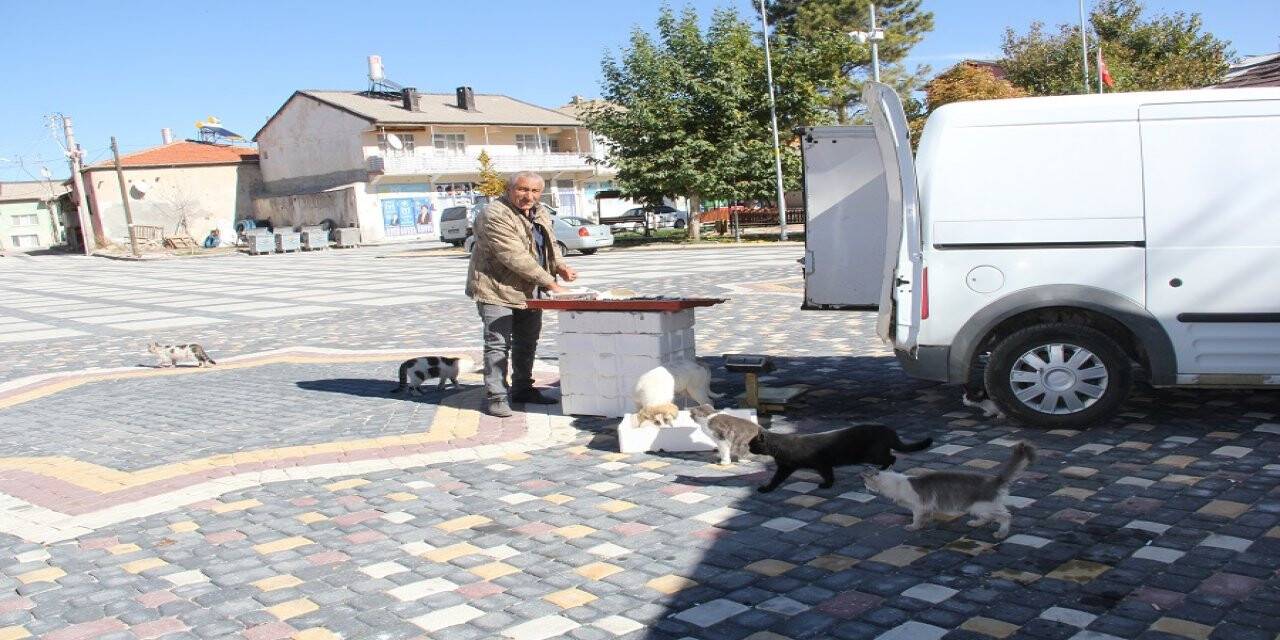 Yalıhüyük'te balıkçılık yapan vatandaş, balıklardan arta kalanlarla sokak hayvanlarını besliyor