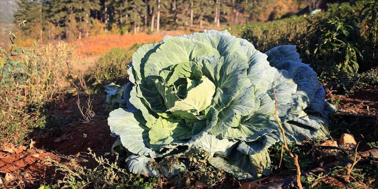 Mersin'de bir çiftçi 30 kilogram ağırlığında lahana üretti