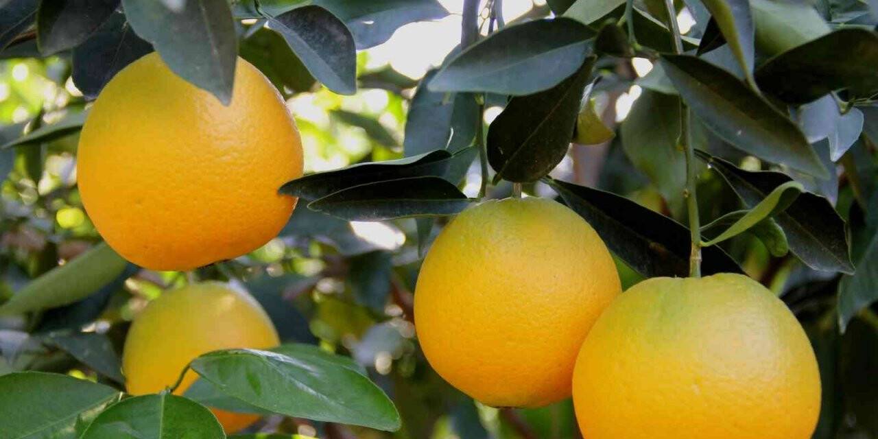 Narenciyede rekolte yüksek, ekonomik karşılığı düşük