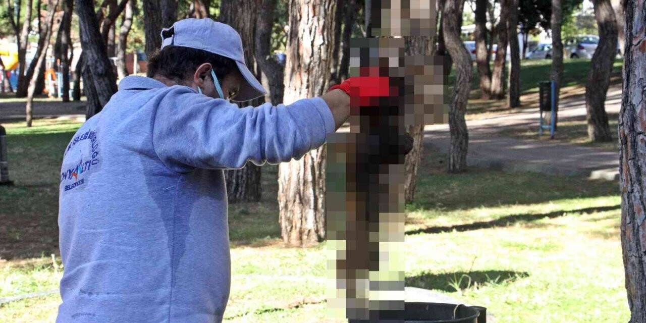 Yanarak telef olan kedinin çöp kutusuna atılması tepki çekti
