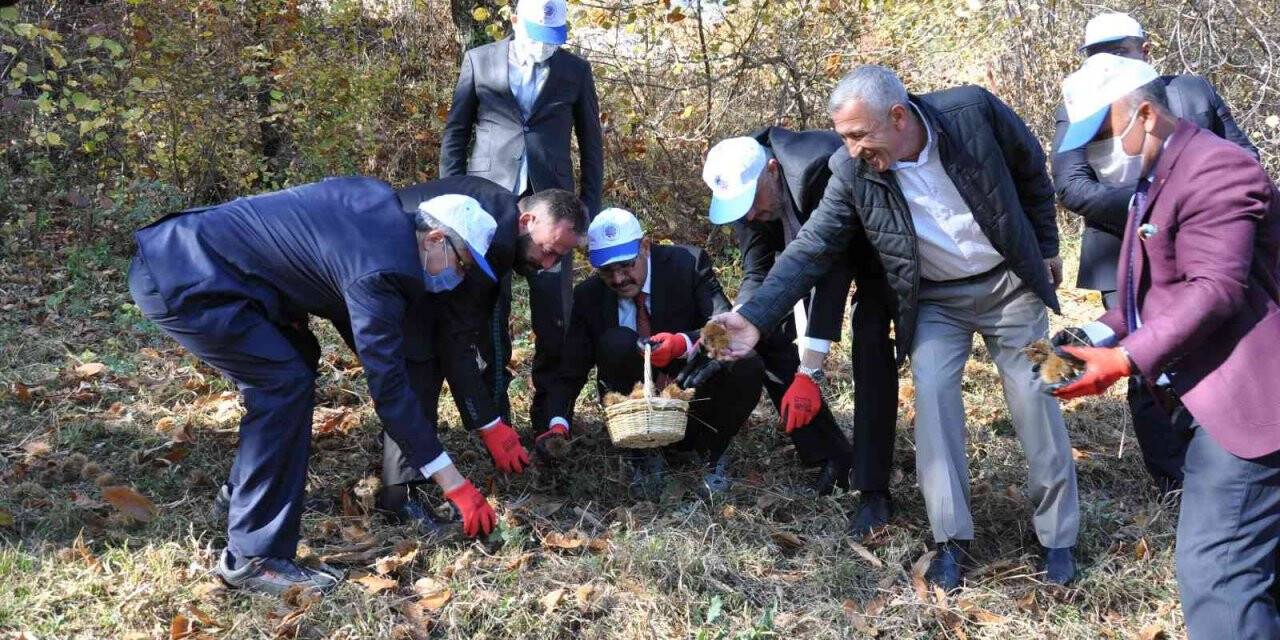 Vali ve protokol üyelerinden kestane hasadı