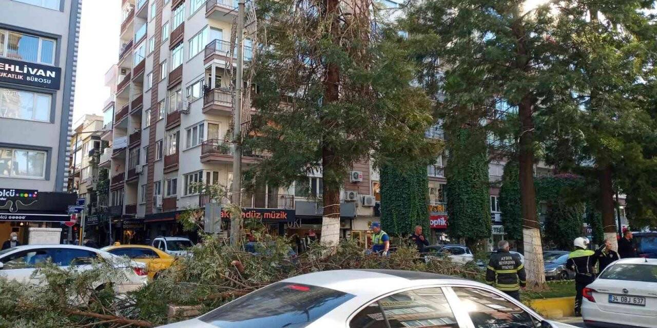 Kırılan ağacın dalları seyir halindeki araçların üzerine düştü