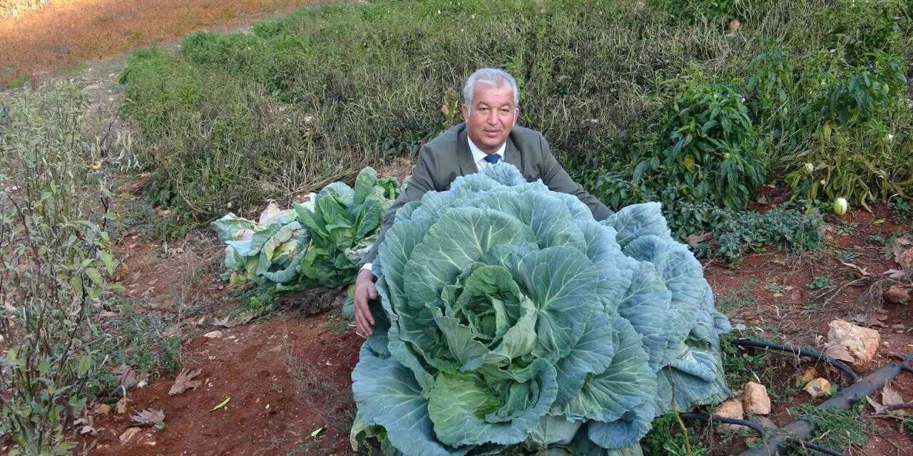 Dev lahanalar görenleri şaşırtıyor