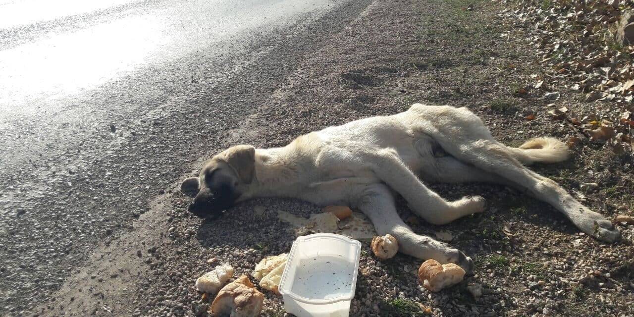 Yaralı köpeğin imdadına protokol yetişti