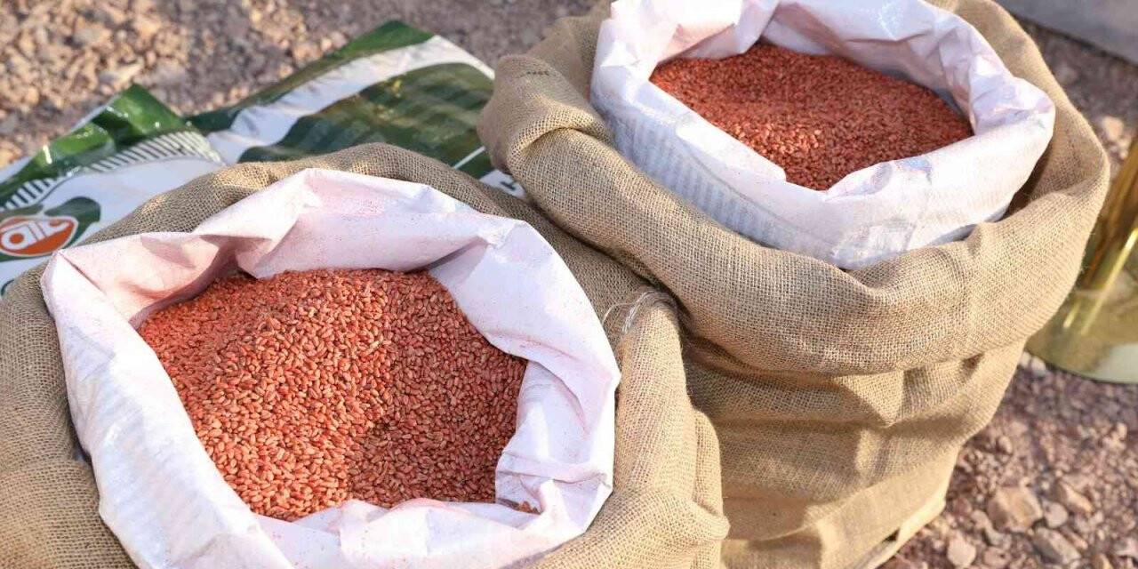 Büyükşehir’den selzede çiftçiye tohum desteği