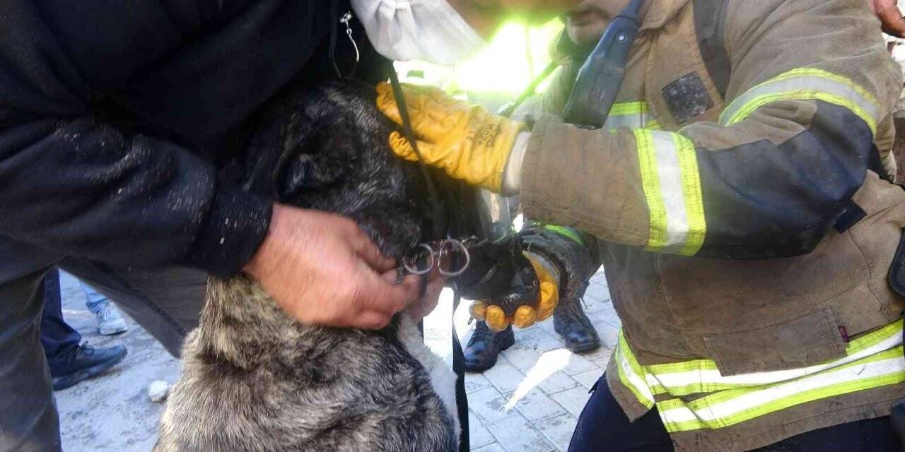 Dumandan etkilenen köpeğe oksijen maskeli müdahale