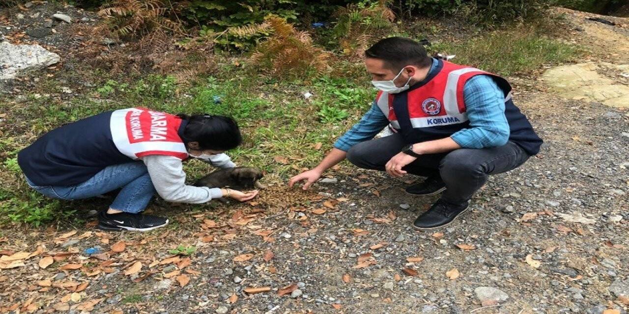 Yaralı köpeğe jandarma şefkati