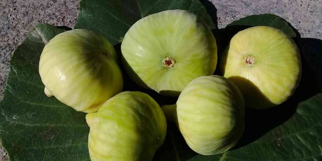 Mersin’de incir sezonu 8 lirayla kapattı