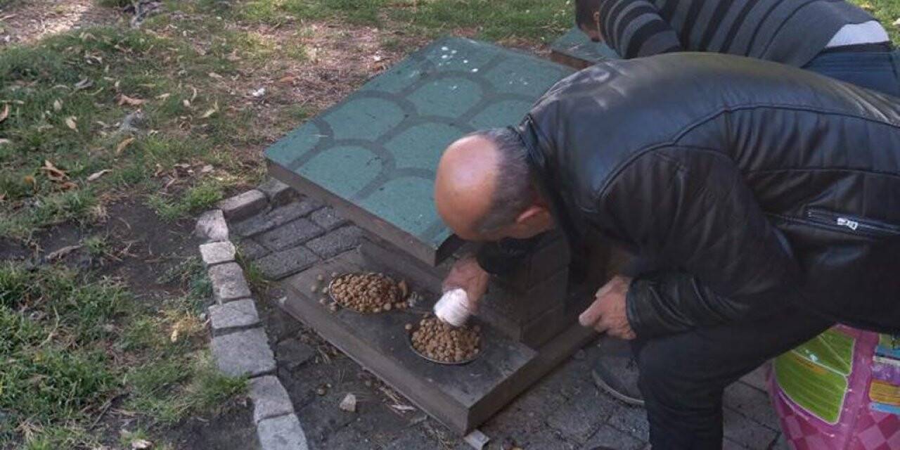 Sokak hayvanları için yemleme çalışmaları devam ediyor